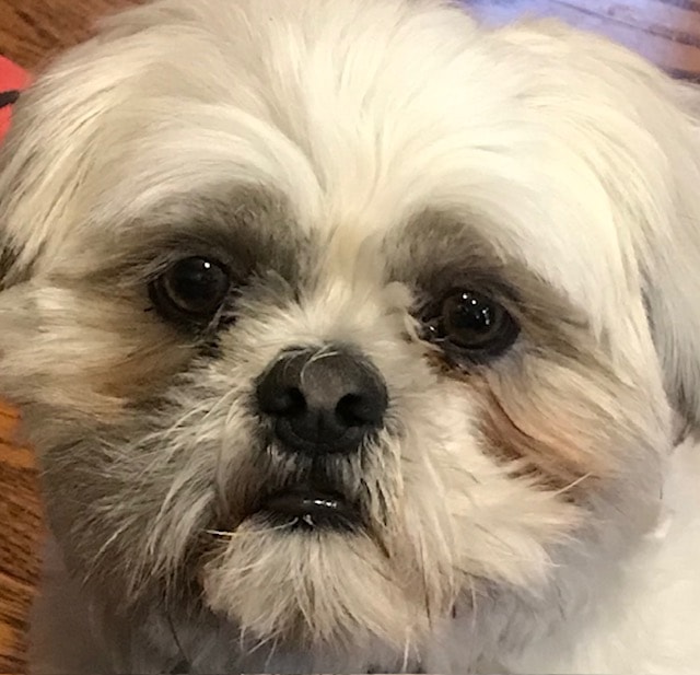 Deven's dog — a familiar face on the campaign trail